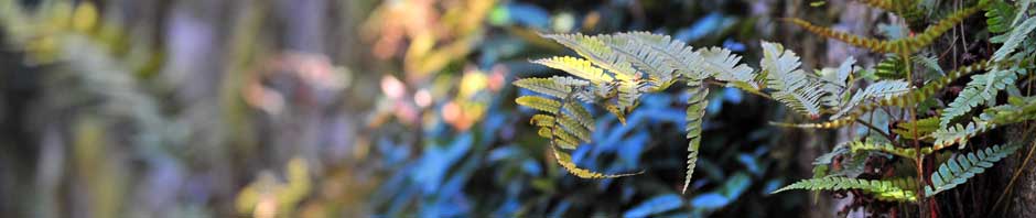 Trajan’s WordPress Website